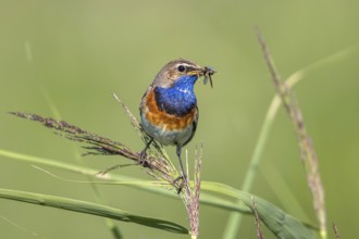 Bluethroat (Luscinia svecica cyanecula) male perched in reedbed with insect prey in beak,