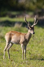 Pampas deer (Ozotoceros bezoarticus) Pantanal Brazil