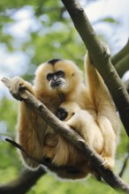 Northern white-cheeked gibbon (Nomascus leucogenys), female with juvenile, captive, occurrence in