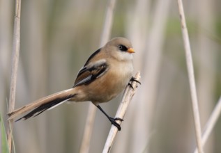 Bearded Reedling (Panurus biarmicus) juvenile, Mecklenburg-Western, Pomerania, Germany