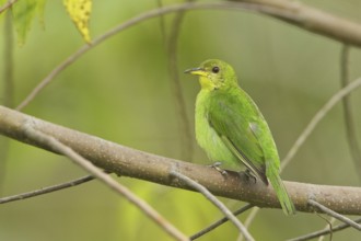 Green Honeycreeper (Chlorophanes spiza) female, Trinidad and Tobago