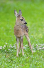 Roe deer (Capreolus capreolus), fawn standing in a meadow and looking attentively, Germany
