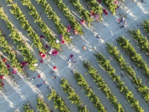 Vintage at the vineyard of the Bodega González Byass near the town of Jerez de la Frontera. Aerial