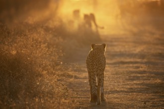 Cheetah (Acinonyx jubatus) back view of group walking into sunset on trail, Castile-La Mancha,