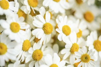 A close-up image of vibrant summer daisies showcasing white petals and golden centers. The floral