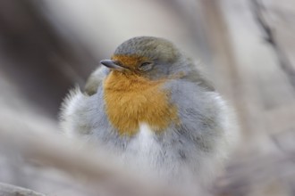 European Robin (Erithacus rubecula) sleeping, Mecklenburg-Western Pomerania, Germany