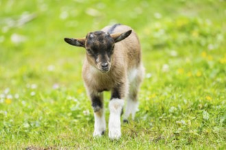 Domestic goat (Capra aegagrus hircus) kid walking on a meadow in spring, Bavaria, Germany