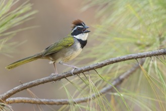 Collared Towhee (Pipilo ocai) perched on a branch in Oaxaca, Mexico