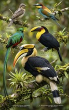 Display board climbing birds, double hornbill (Buceros bicornis), quetzal (Pharomachrus mocinno),