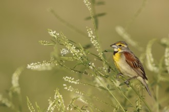 Dickcissel (Spiza americana), Ohio, USA
