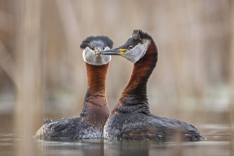 Red-necked Grebe (Podiceps grisegena) pair displaying, Saxony-Anhalt, Germany