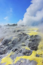 Prince of Wales and Pohutu geysers erupting, Te Puia Thermal Valley, Rotorua, Bay of Plenty, North