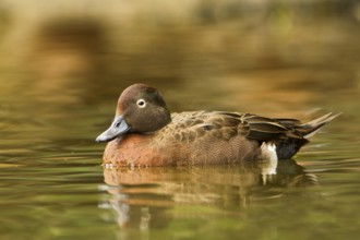 Brown Teal (Anas chlorotis) male, North Island, New Zealand