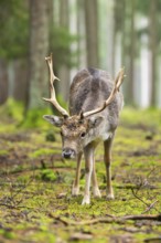 European fallow deer (Dama dama) buck in a forest in autumn, Bavaria, Germany