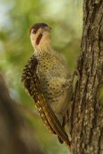 Bennettspecht (Campethera bennettii), Mpumalanga, South Africa