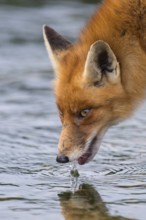 Red Fox (Vulpes vulpes) adult drinking, Netherlands