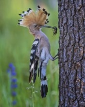 Eurasian Hoopoe (Upupa epops) with food in beak, Saxony-Anhalt, Germany