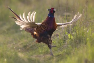 Common Pheasant (Phasianus colchicus) male flapping wings, North Rhine-Westphalia, Germany