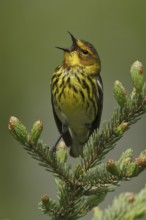 Cape May Warbler (Setophaga tigrina) singing, Manitoba, Canada