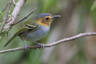 Ochre-faced Tody-Flycatcher (Poecilotriccus plumbeiceps) perched on a branch in Bolivia, South