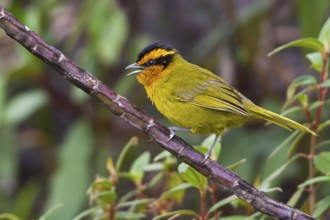 Orange-browed Hemispingus (Hemispingus calophrys) perched on a branch in Bolivia, South America