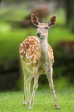 Sika deer (Cervus nippon) female on a meadow, Bavaria, Germany