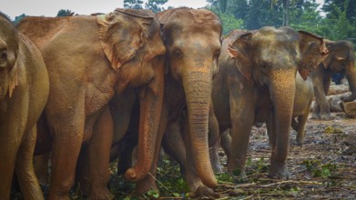 Group of Asian elephants (elephas maximus) together in the jungle with vegetation, Pinnawela