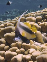 Red sea bannerfish (Heniochus intermedius) over stony corals, House Reef dive site, Mangrove Bay,