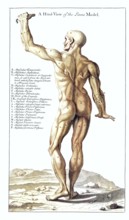 Back view of the Hercules statue in the Palazzo Farnese in Rome, anatomical view, Italy, Detailed
