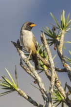 Black-throated Saltator (Saltator atricollis) perched on a branch in the Atlantic rainforest of