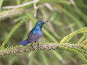 Loten's Sunbird (Cinnyris lotenius) male, Sri Lanka