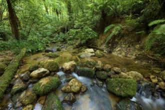 Quiet stream flows through a forest with moss-covered rocks and lush vegetation, Waterfall track,