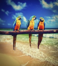 Vintage retro effect filtered hipster style image of tropical vacation concept, three parrots