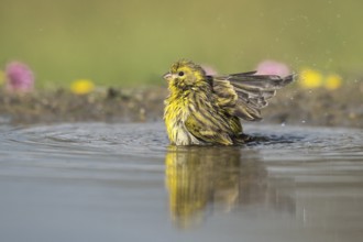 European Serin (Serinus serinus) male bathing, Aosta Valley, Italy