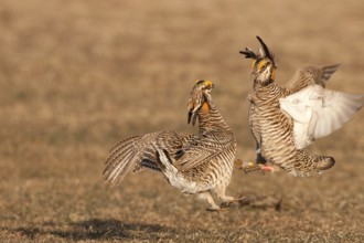Greater Prairie Chicken (Tympanuchus cupido) male, Wisconsin, USA
