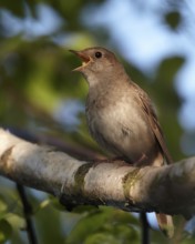 Thrush Nightingale (Luscinia luscinia) singing, Mecklenburg-Western Pomerania, Germany
