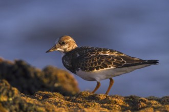 Ruddy Turnstone (Arenaria interpres), Andalusia, Spain