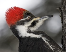 Pileated Woodpecker (Dryocopus pileatus) female, Saskatchewan, Canada