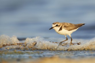 Kentish Plover (Charadrius alexandrinus) on beach, Spain