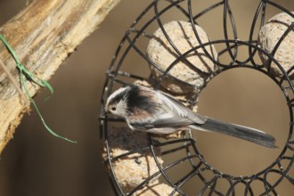 Long-tailed Tit (Aegithalos caudatus) at the winter feeding site in the forest, Allgäu, Bavaria,