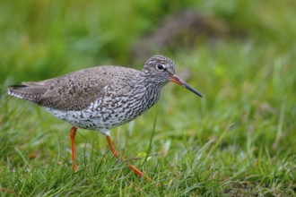 Common Redshank (Tringa totanus), Netherlands