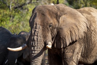 African elephant (Loxodonta africana), desert elephant, riverbed of the Ugab River, Damaraland,