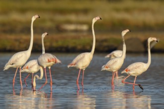 Greater Flamingo (Phoenicopterus roseus) group in shallow water, Lesvos, Greece
