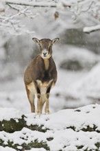 European mouflon (Ovis aries musimon) (Syn.: Ovis orientalis musimon), female standing on