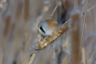 Bearded Reedling (Panurus biarmicus) male feeding on cattail seed, Thuringia, Germany
