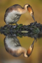 Great Crested Grebe (Podiceps cristatus) nest, North Rhine-Westphalia, Germany
