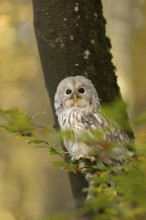 Ural Owl (Strix uralensis) captive, Baden-Wuerttemberg, Germany
