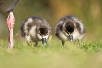 Egyptian goose (Alopochen aegyptiaca) cute chicks on a meadow at the shore of a lake, Bavaria,