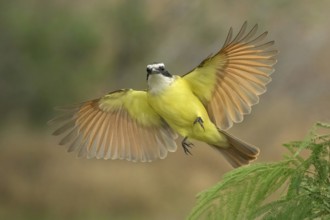 Great Kiskadee (Pitangus sulphuratus) flying, Texas, USA
