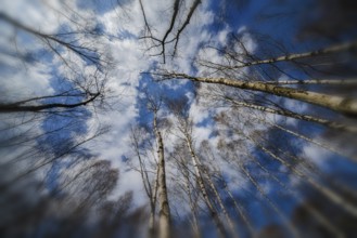 A natural burial grave site, Hofgeismar, Weser Uplands, Weserbergland, Hesse, Germany